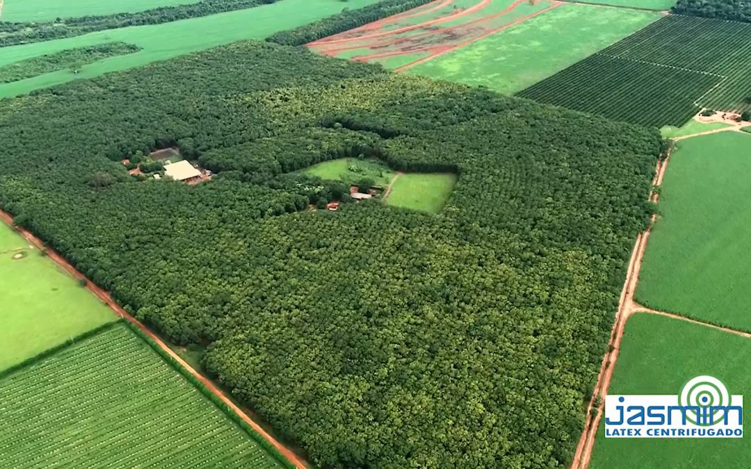 Vista aérea da Látex Jasmim (versão extendida)